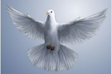 white dove in flight