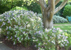 View of garden